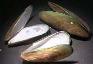 緑イ貝の画像